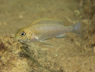 Tropheops sp. 'macrophthalmus gallireya' Gallireya Reef